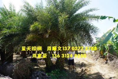 双杆中东海枣