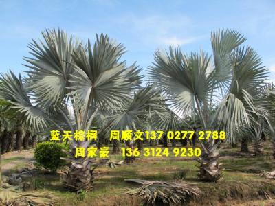 霸王棕