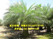 中东海枣