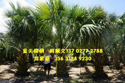 龙鳞榈
