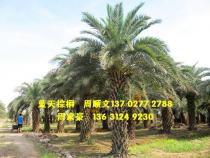 中东海枣