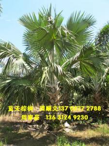 霸王棕