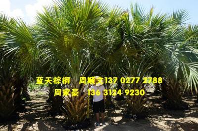 龙鳞榈