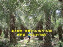 中东海枣