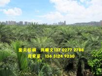 中东海枣