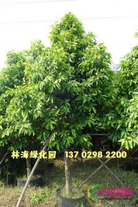 白玉兰