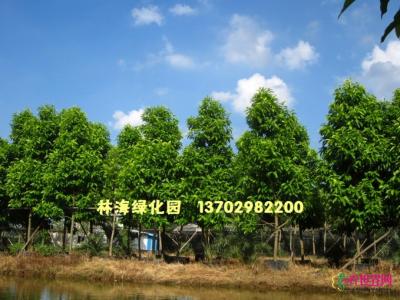白玉兰