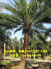 中东海枣