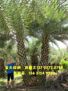 双杆中东海枣