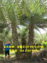 中东海枣